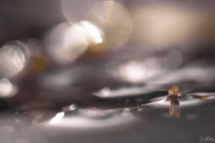 springstaartje1_14