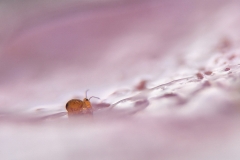 springstaartje1_5