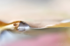 springstaartje1_6
