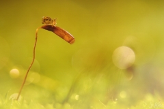 springstaartje2_13