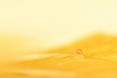springstaartje2_18