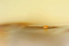 springstaartje3_12