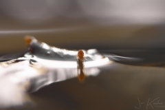 springstaartje4_2