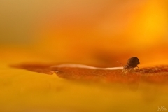 springstaartje4_5