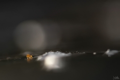 springstaartje4_6