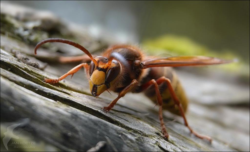 Vespa crabro