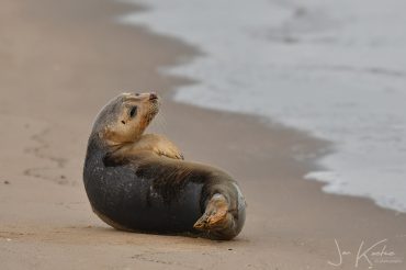 zeehond5