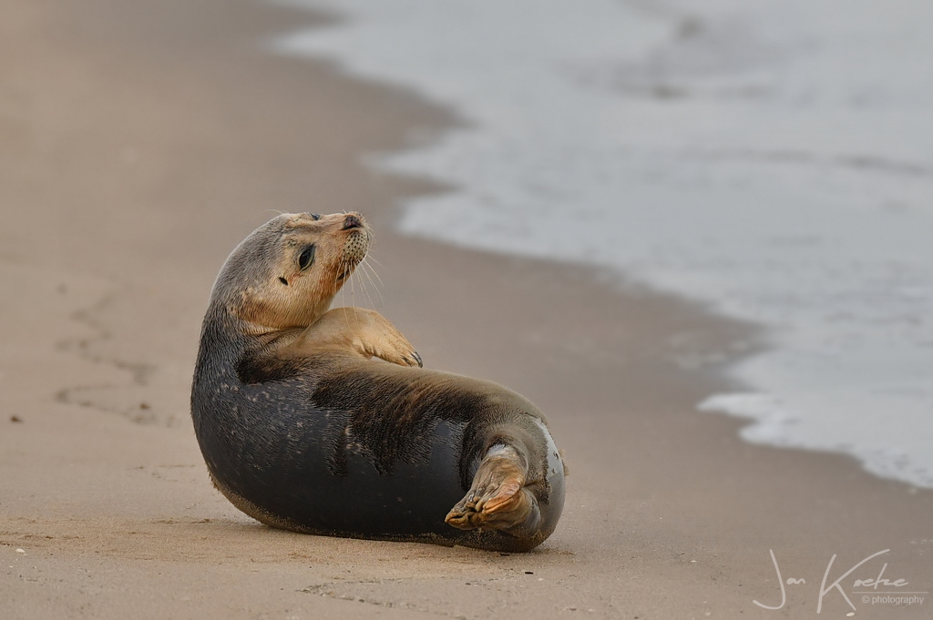 Sealgors…