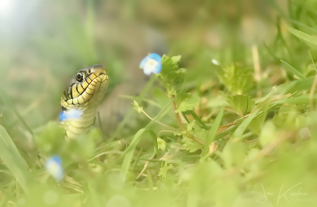 2019…… Lente!