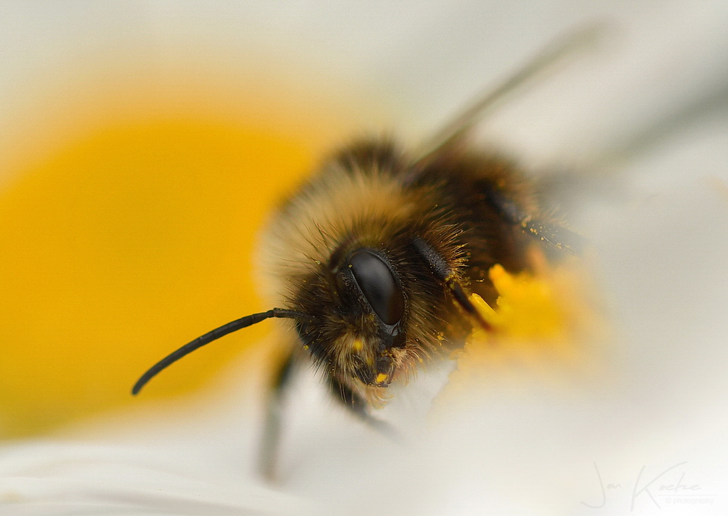 Macro of Micro…