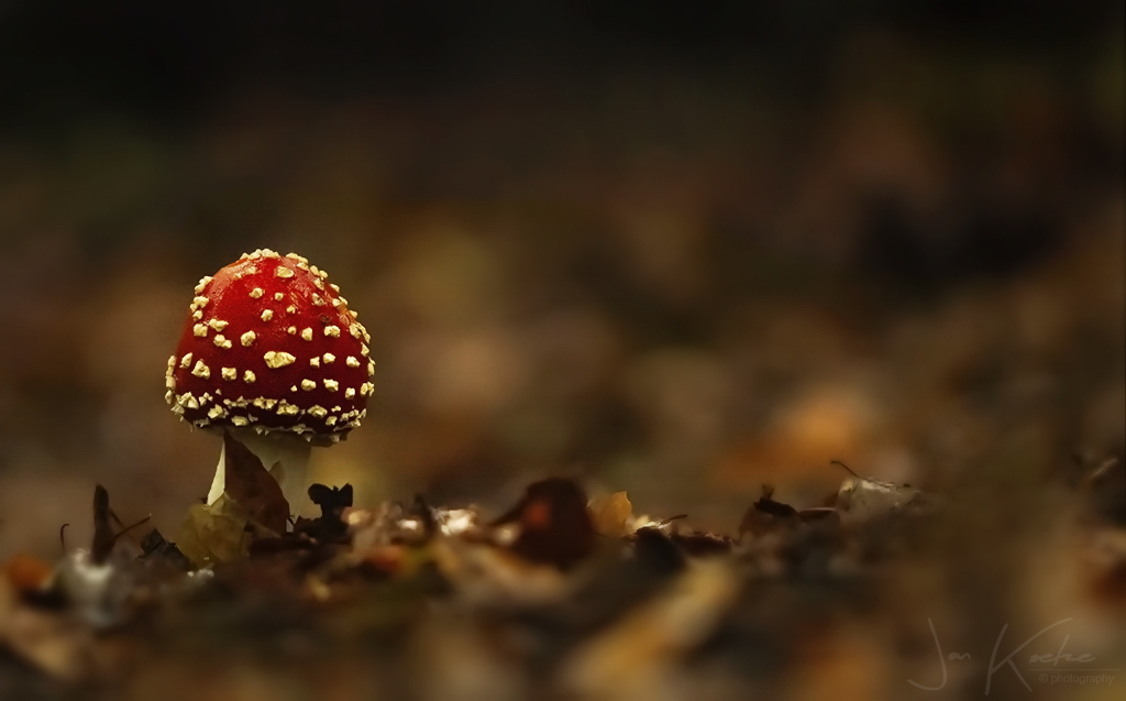 Flitsende paddenstoelen