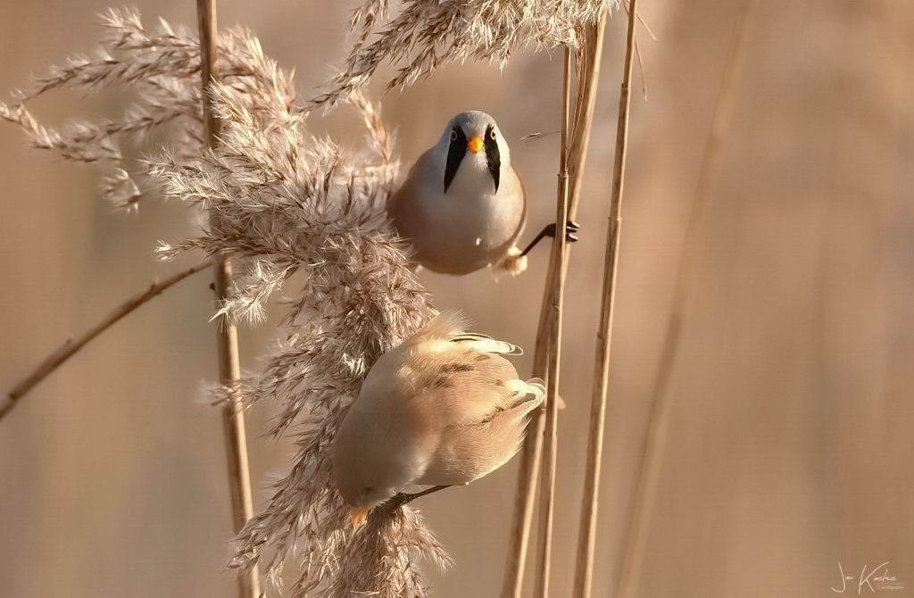 Baardmannetjes….