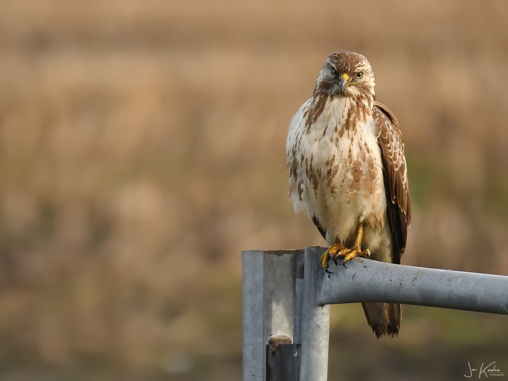 Buizerd…