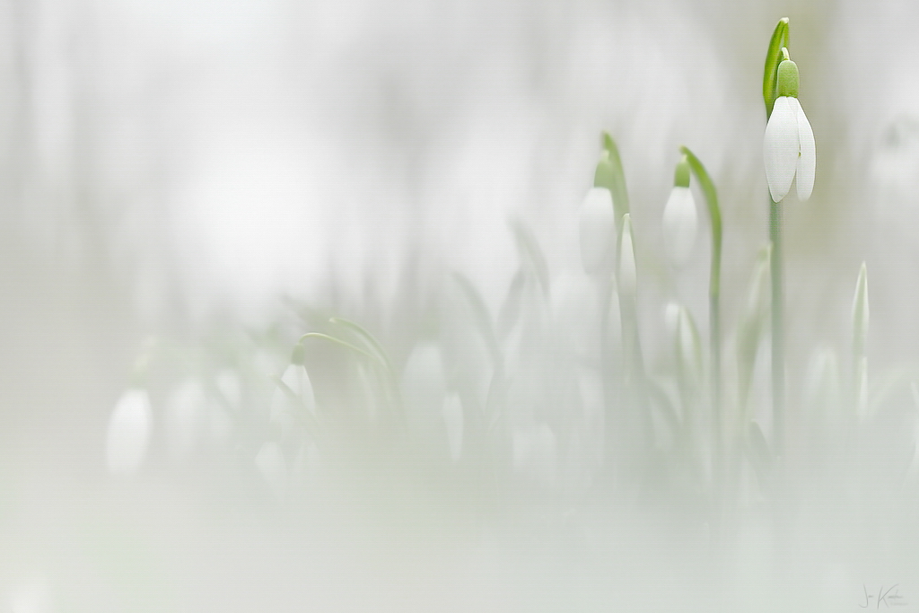 Voorbodes van de lente…