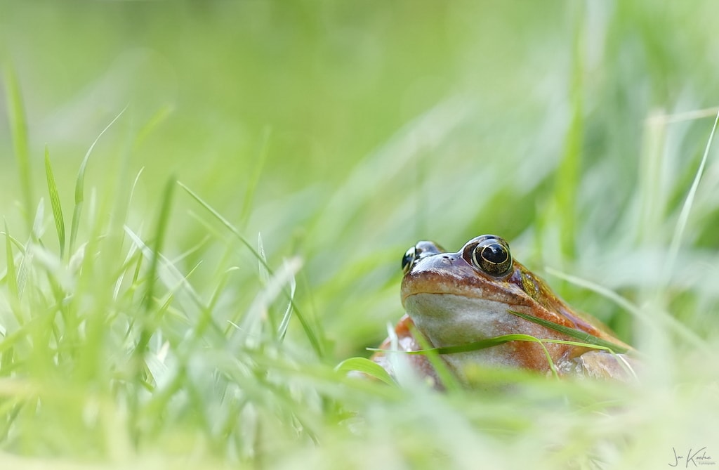 Uit eigen tuin…