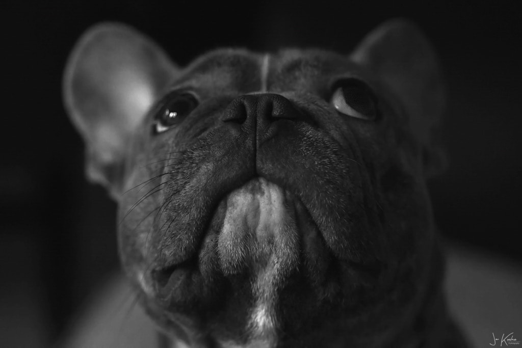Dozer….