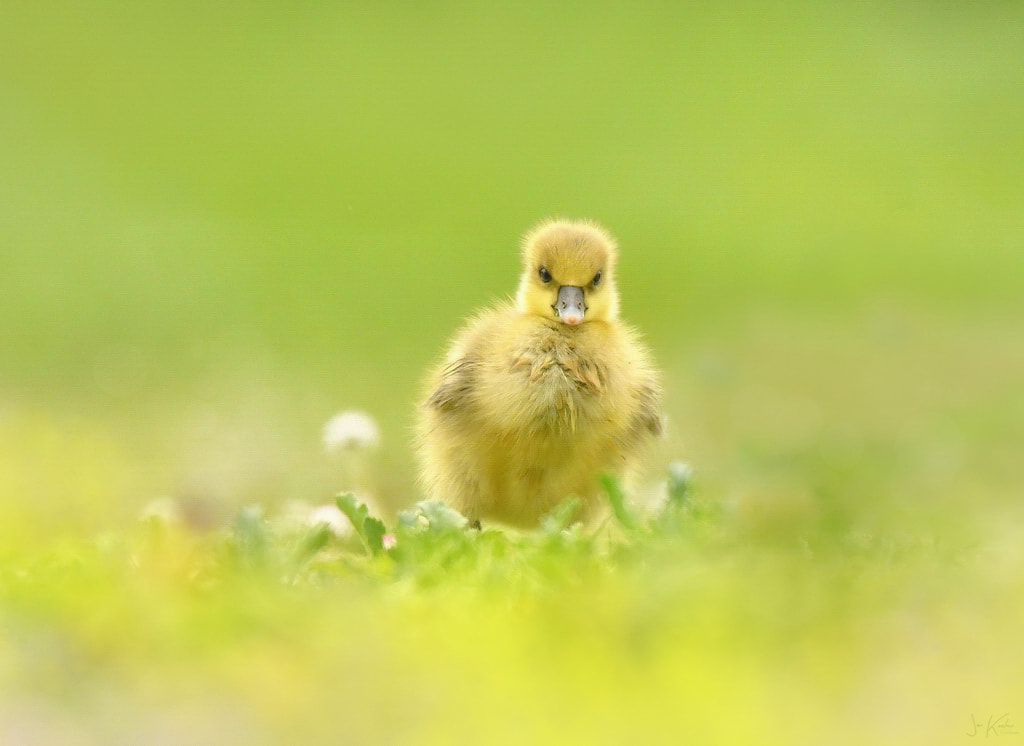Ubercutieness…