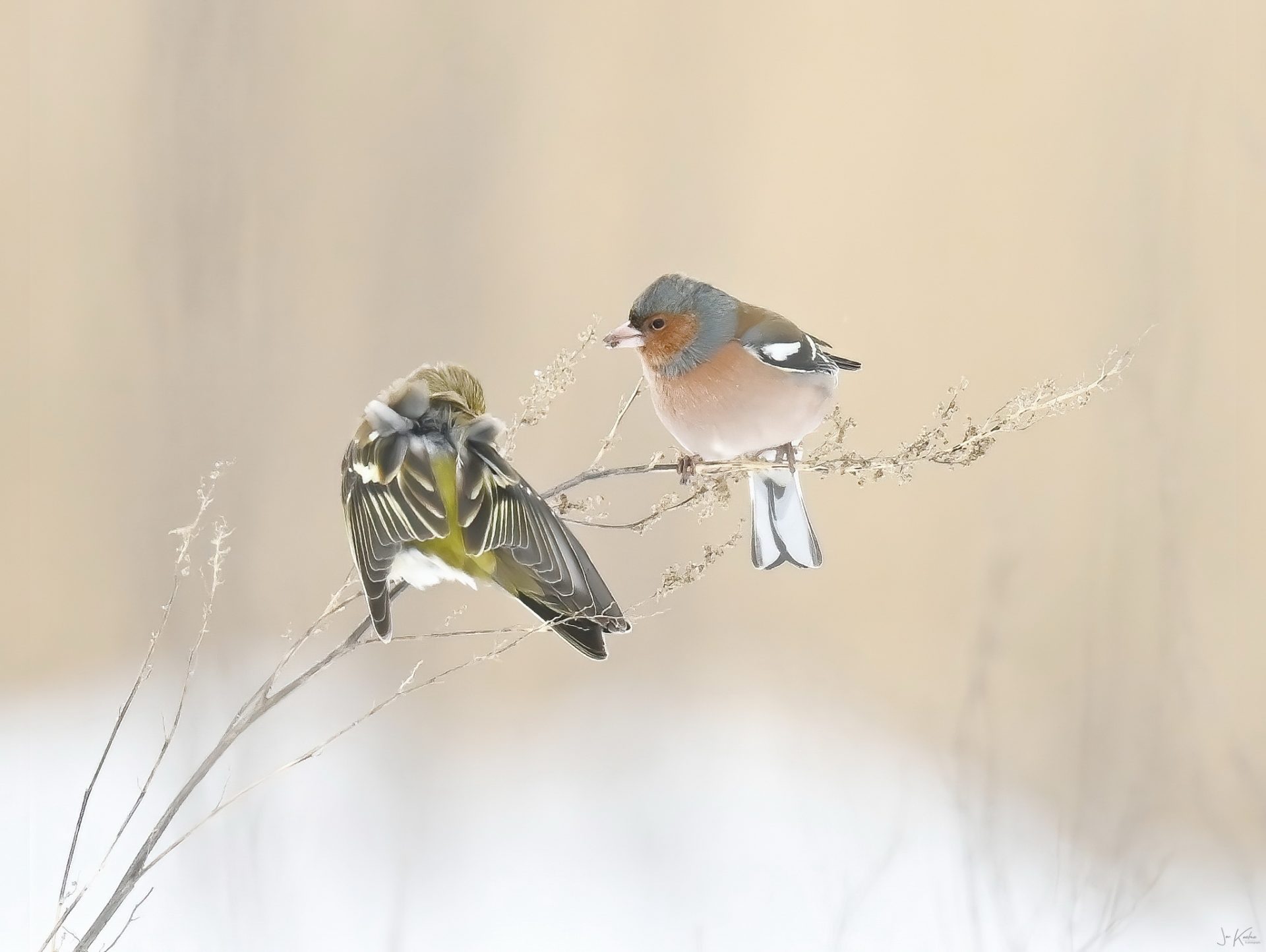 winter vink groep2 3
