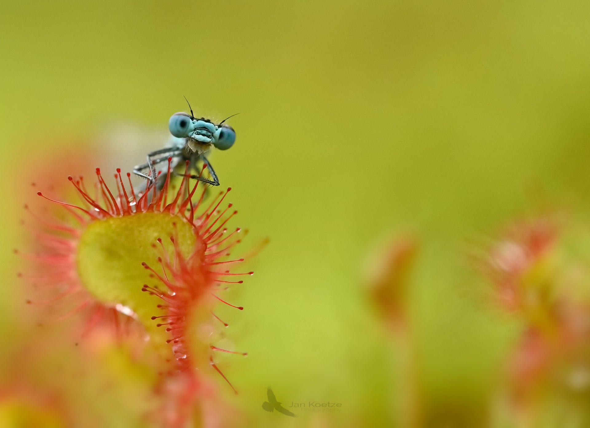 maandfoto juni
