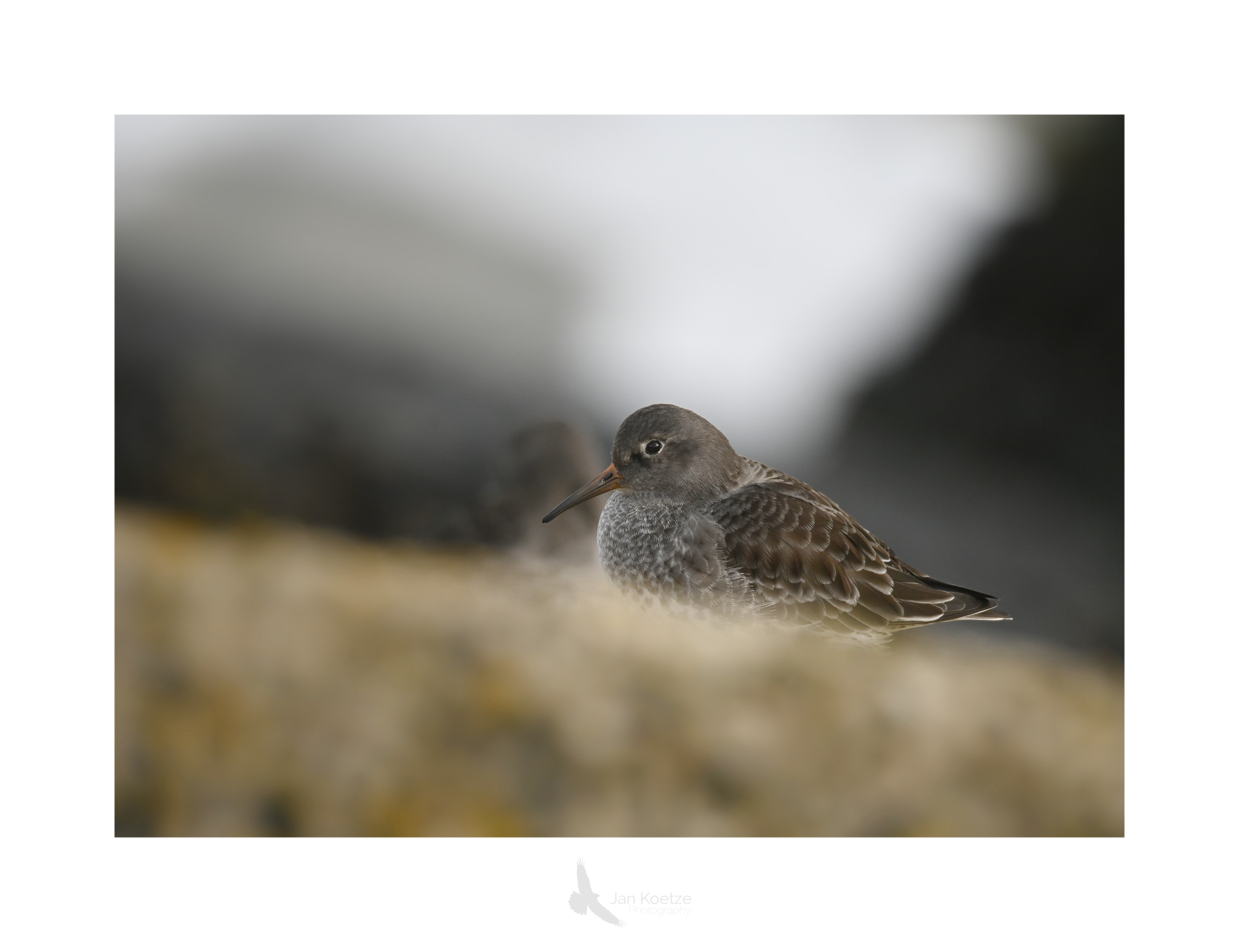 paarsestrandloper