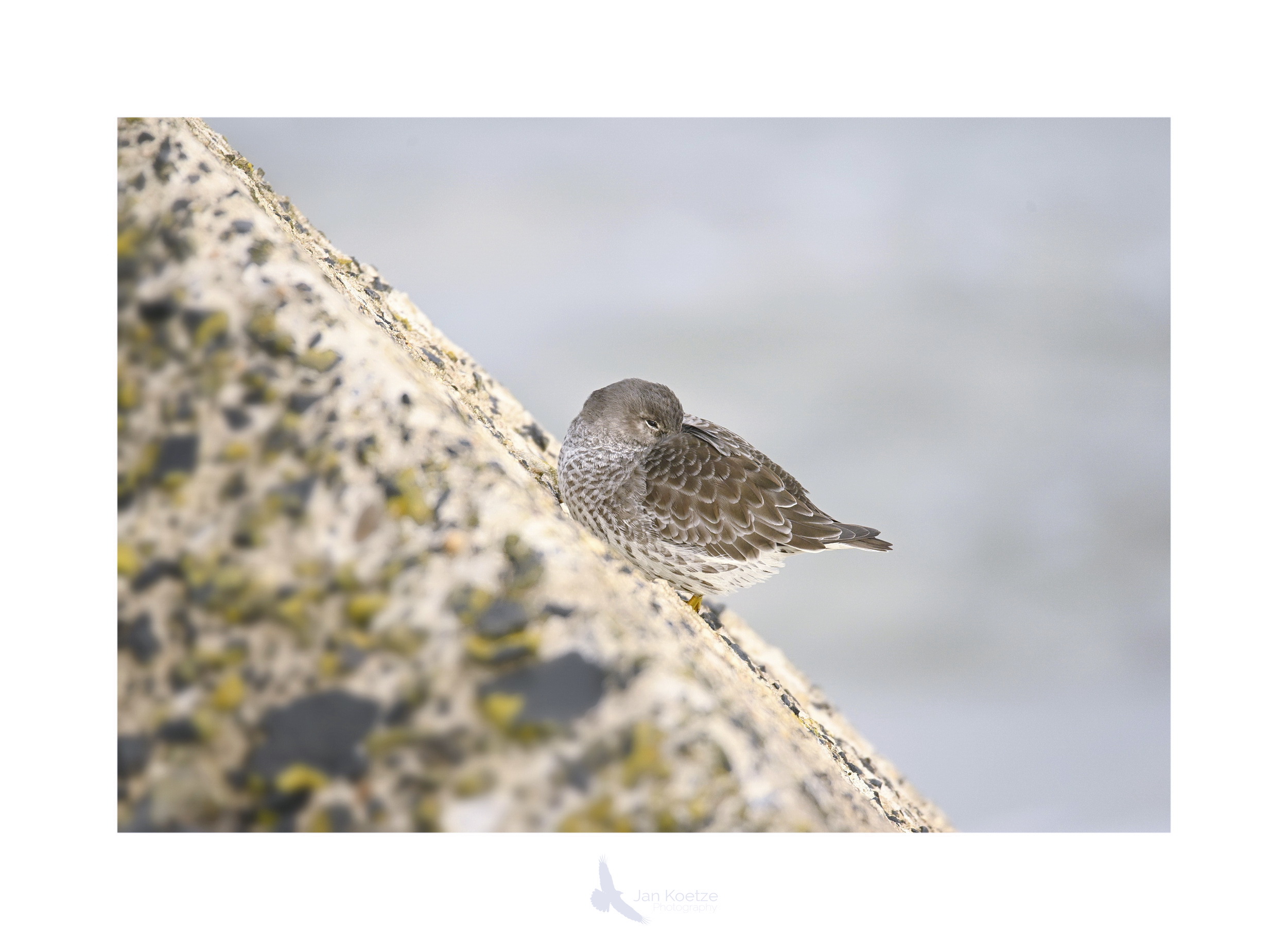 paarsestrandloper