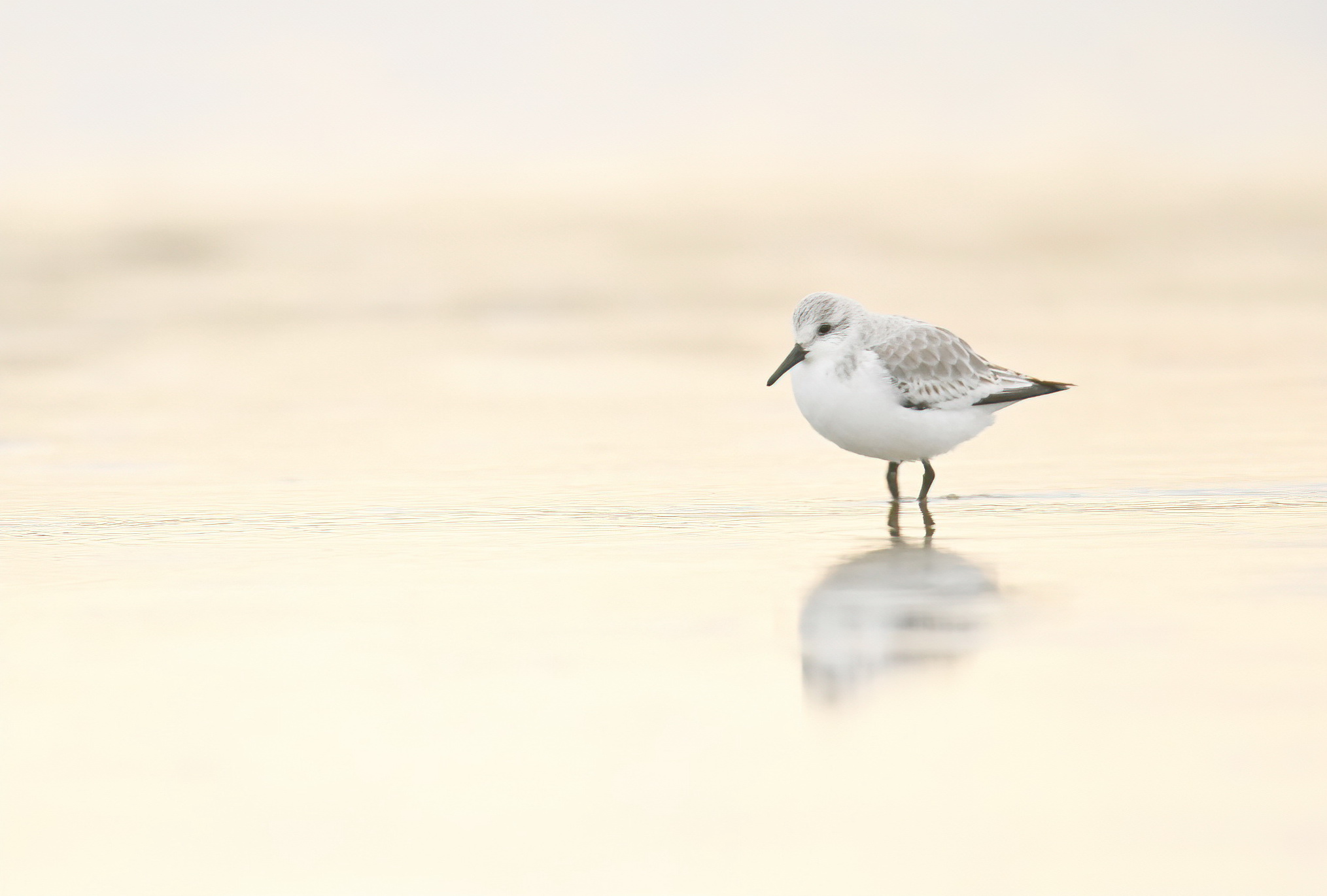 Drieteenstrandlopers zijn gewoon al-tijd leuk, al-tijd gewoon…