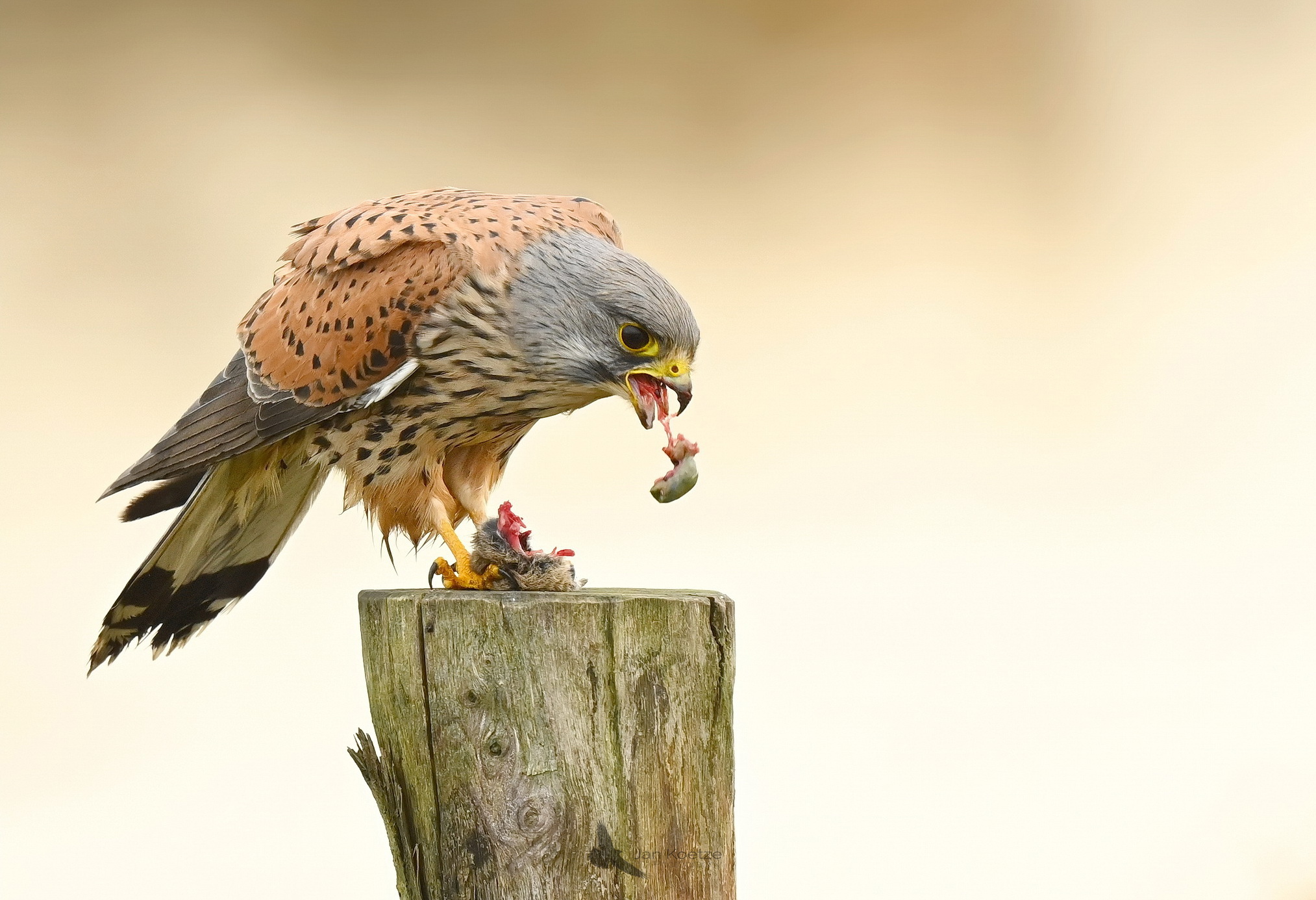 Drie tot viermaal daags…..