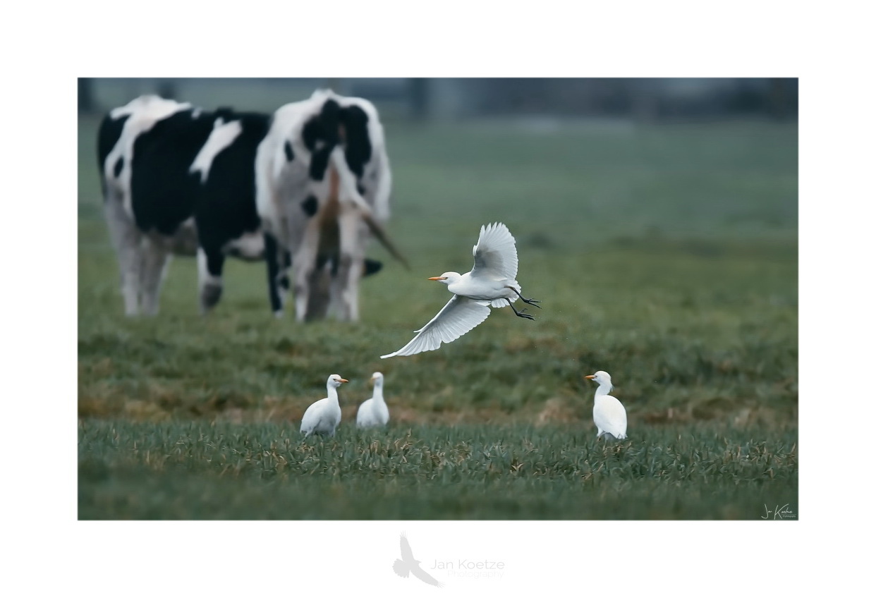 koereiger