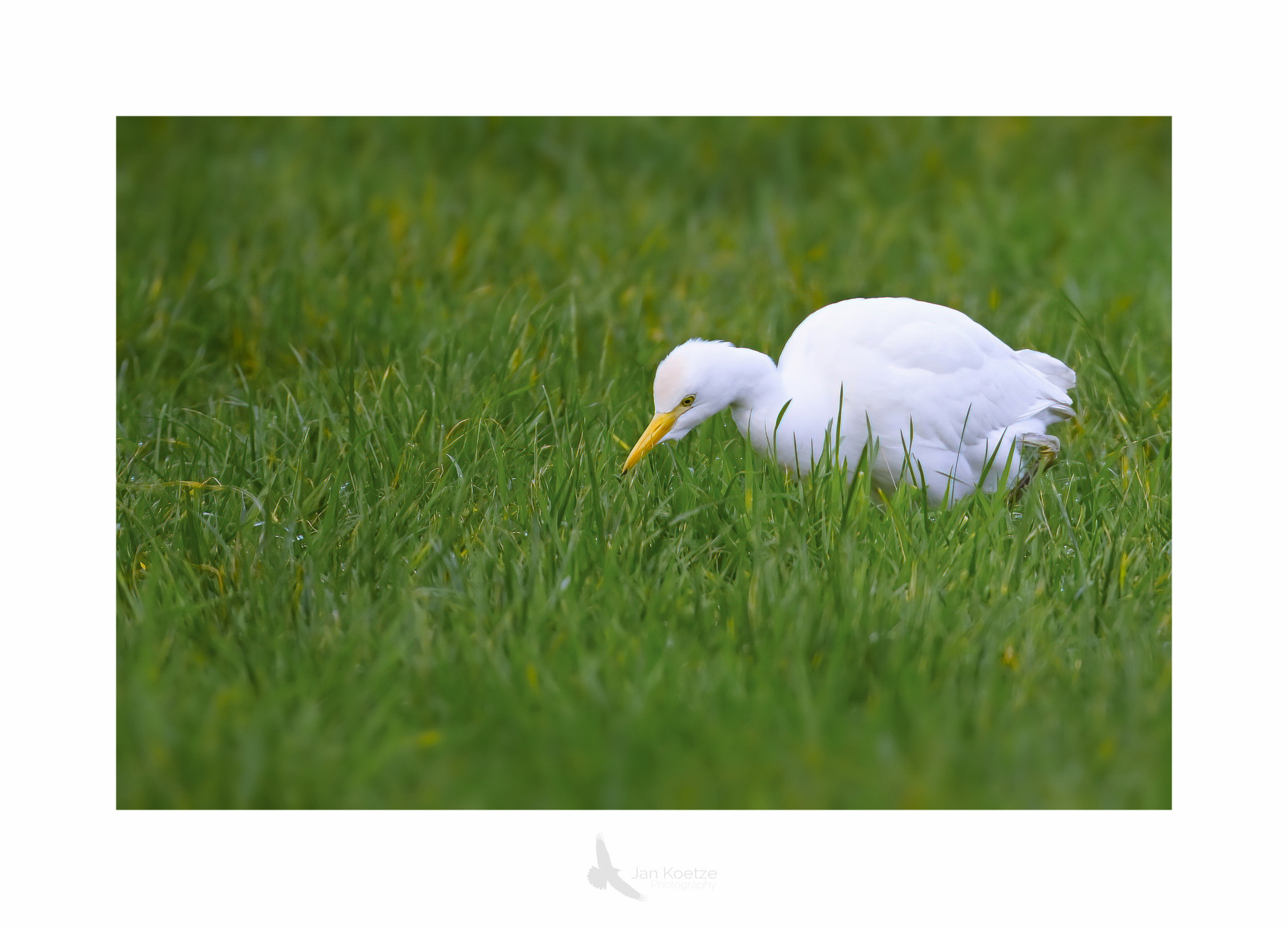 koereiger koereiger4 border