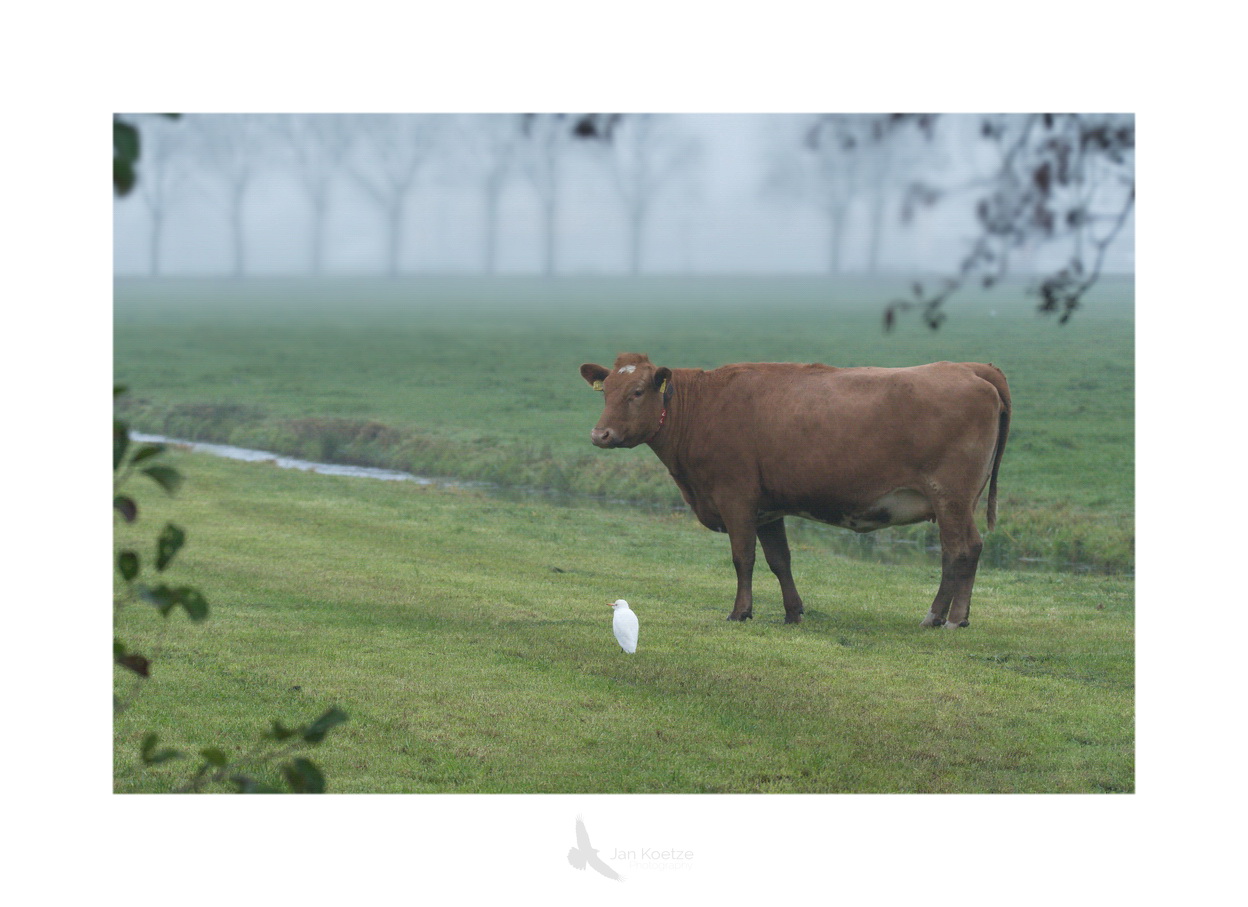 koereiger