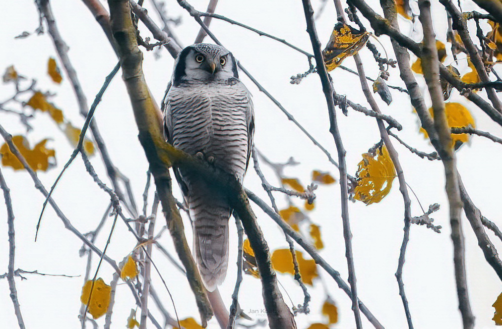 Gelukkig heb ik de foto’s nog…..