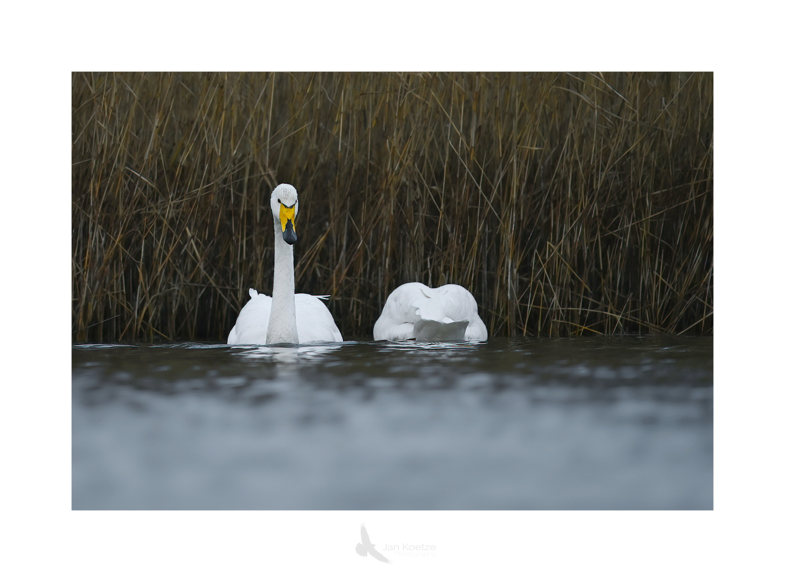 wilde zwaan