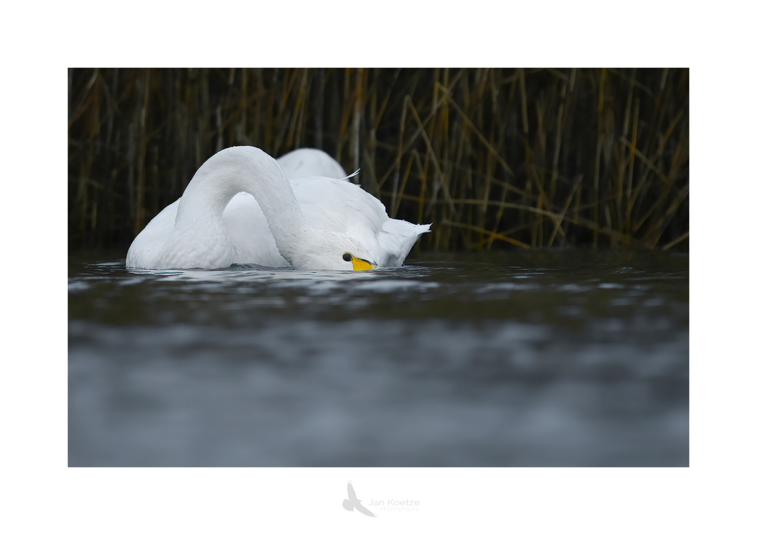 wilde zwaan