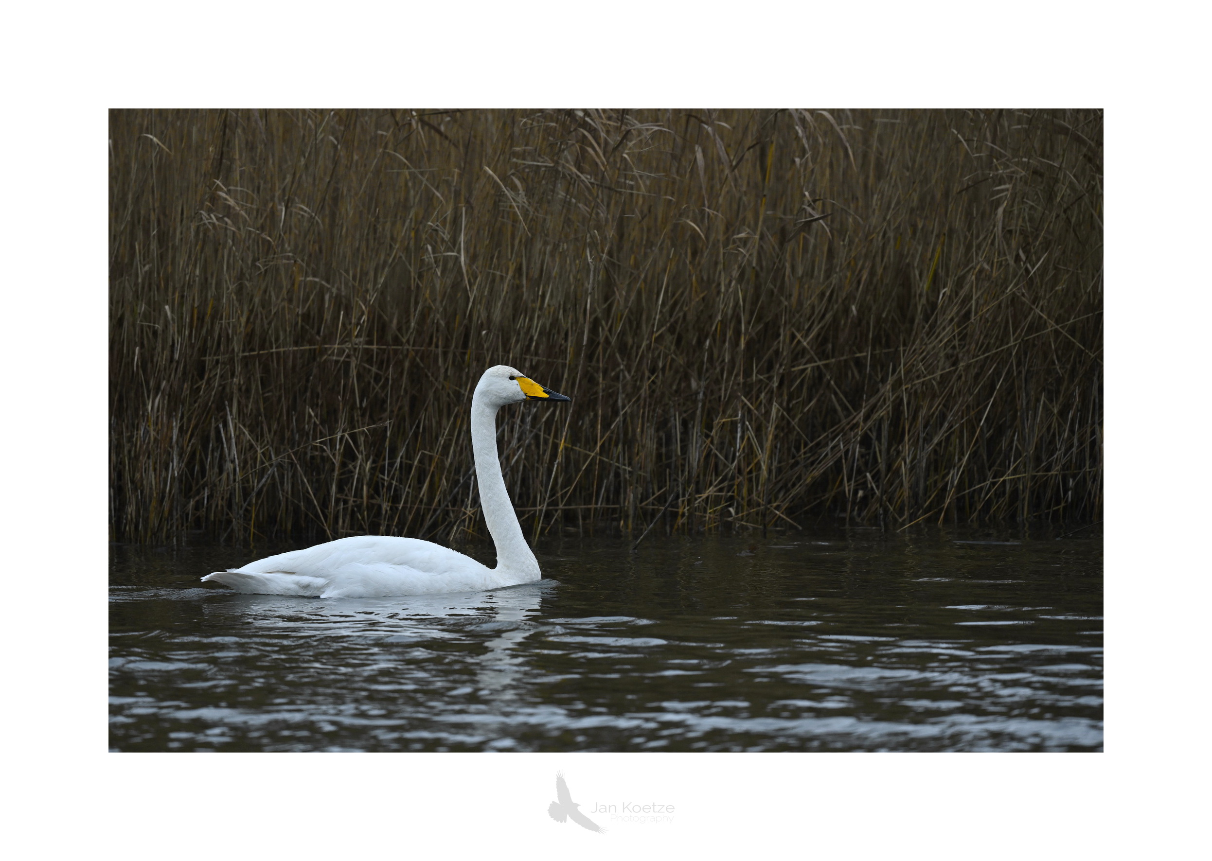 wilde zwaan