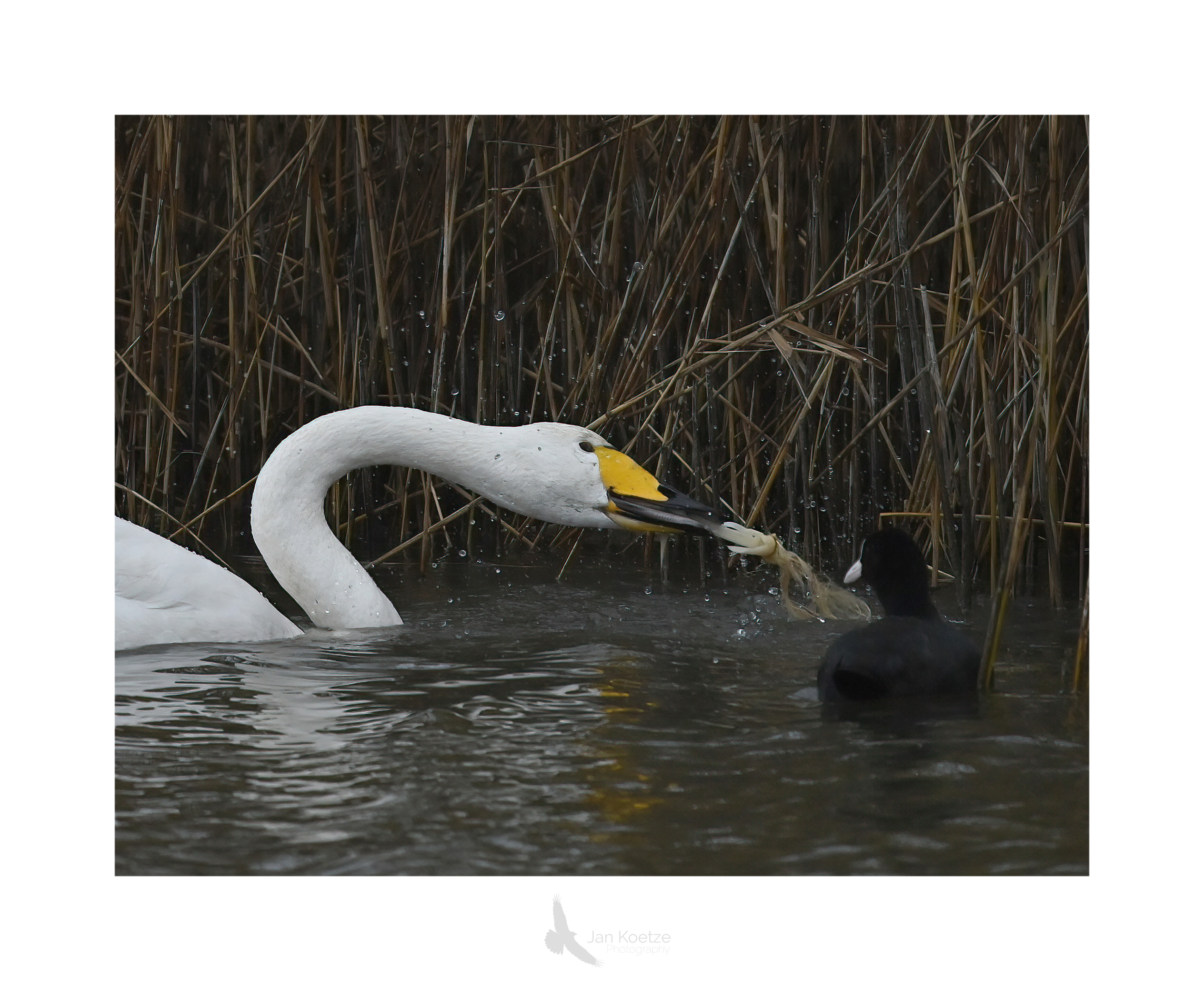 wilde zwaan