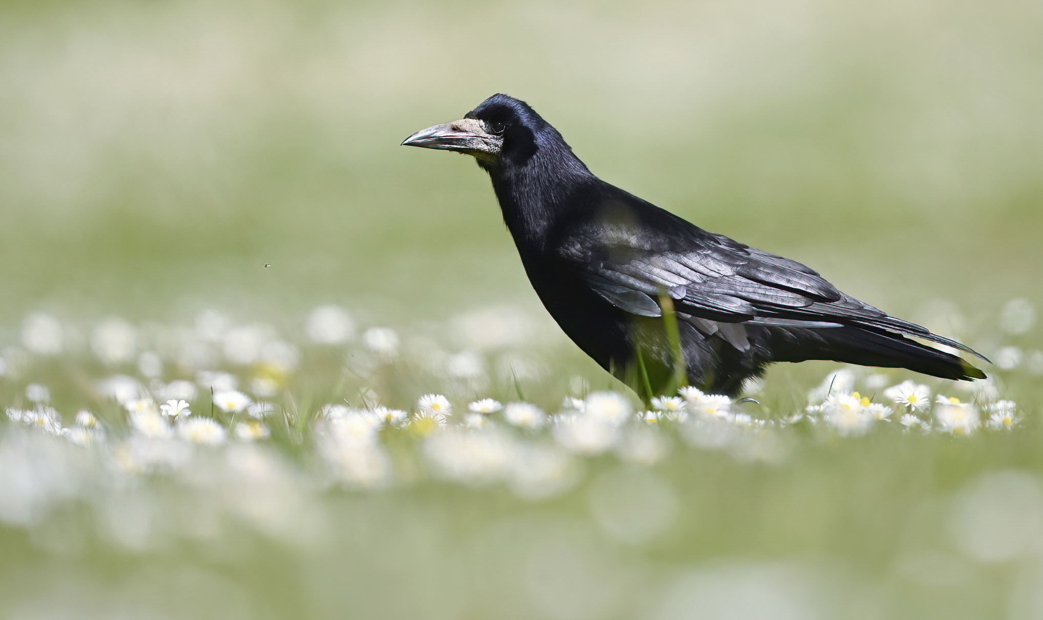 Roek natuurlijk…..
