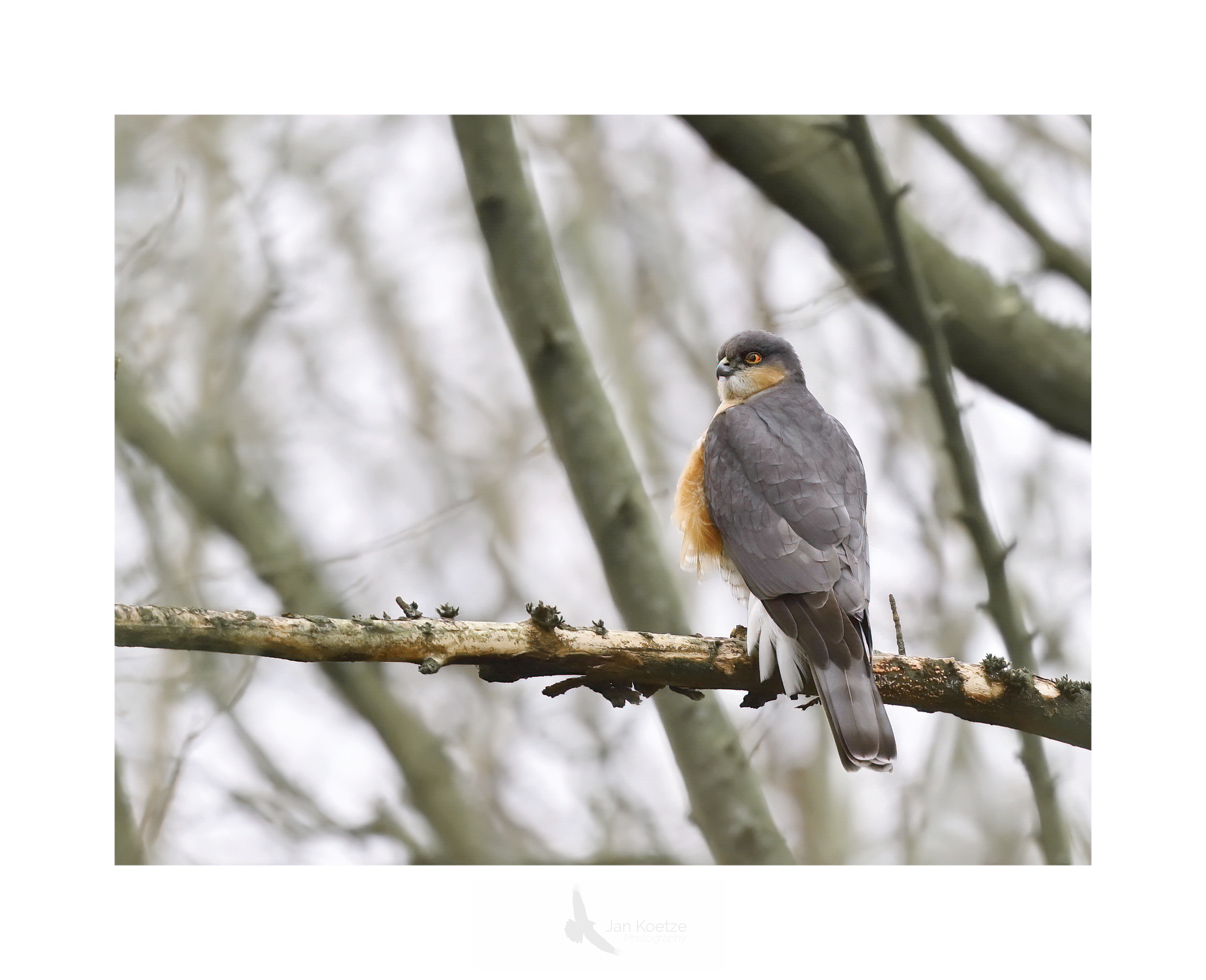 sperwer
