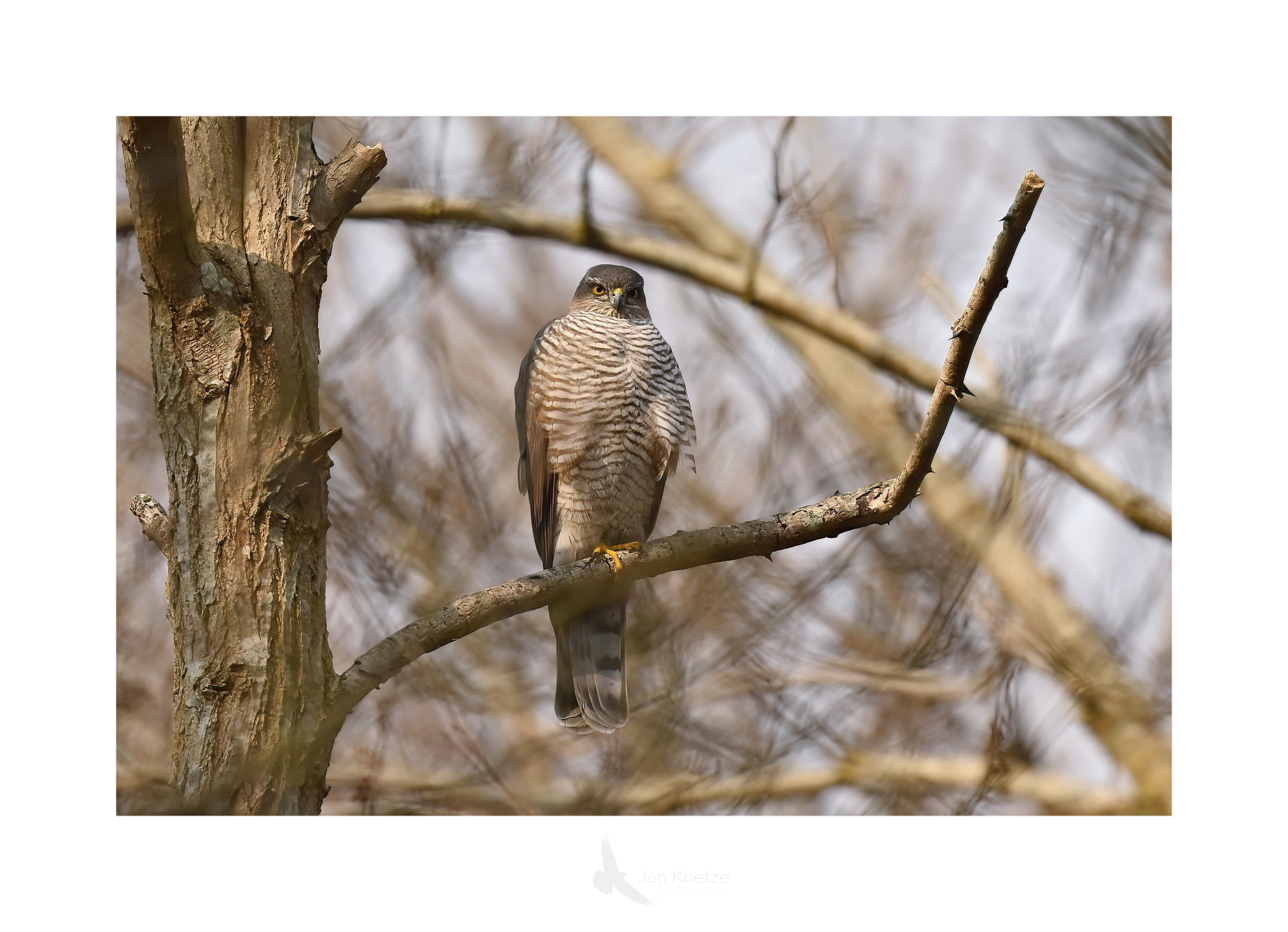 sperwer