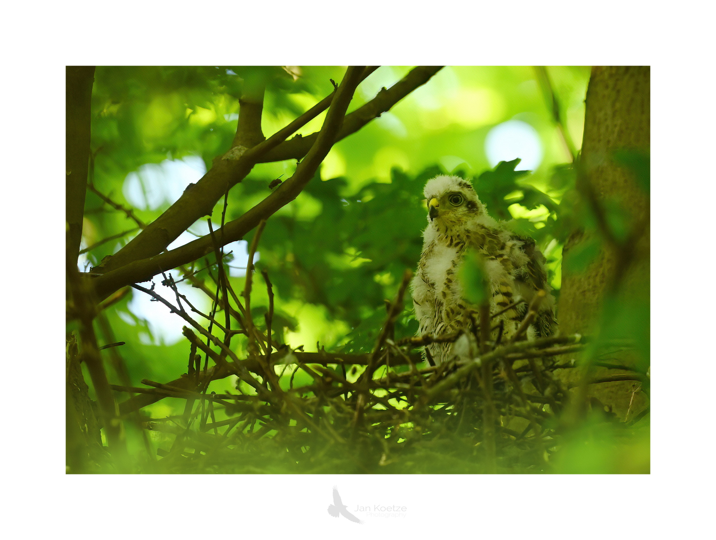 sperwer3 border