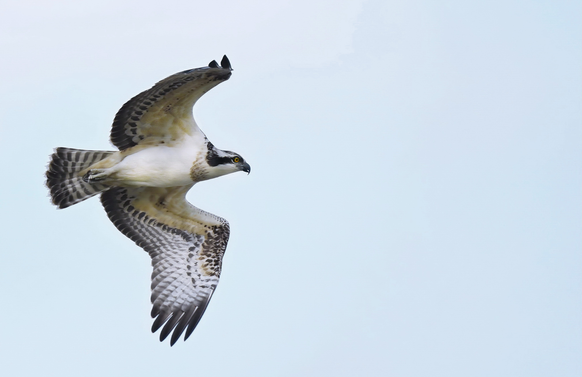 Osprey…