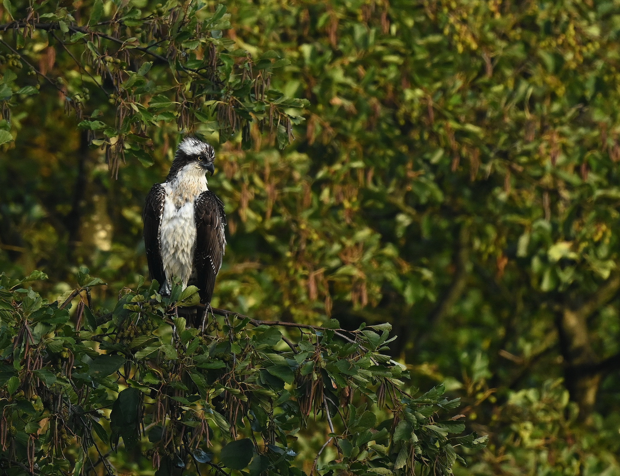 Osprey oftewel visarend continued…