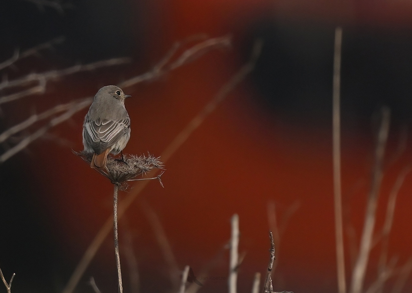 Junkyard bird…