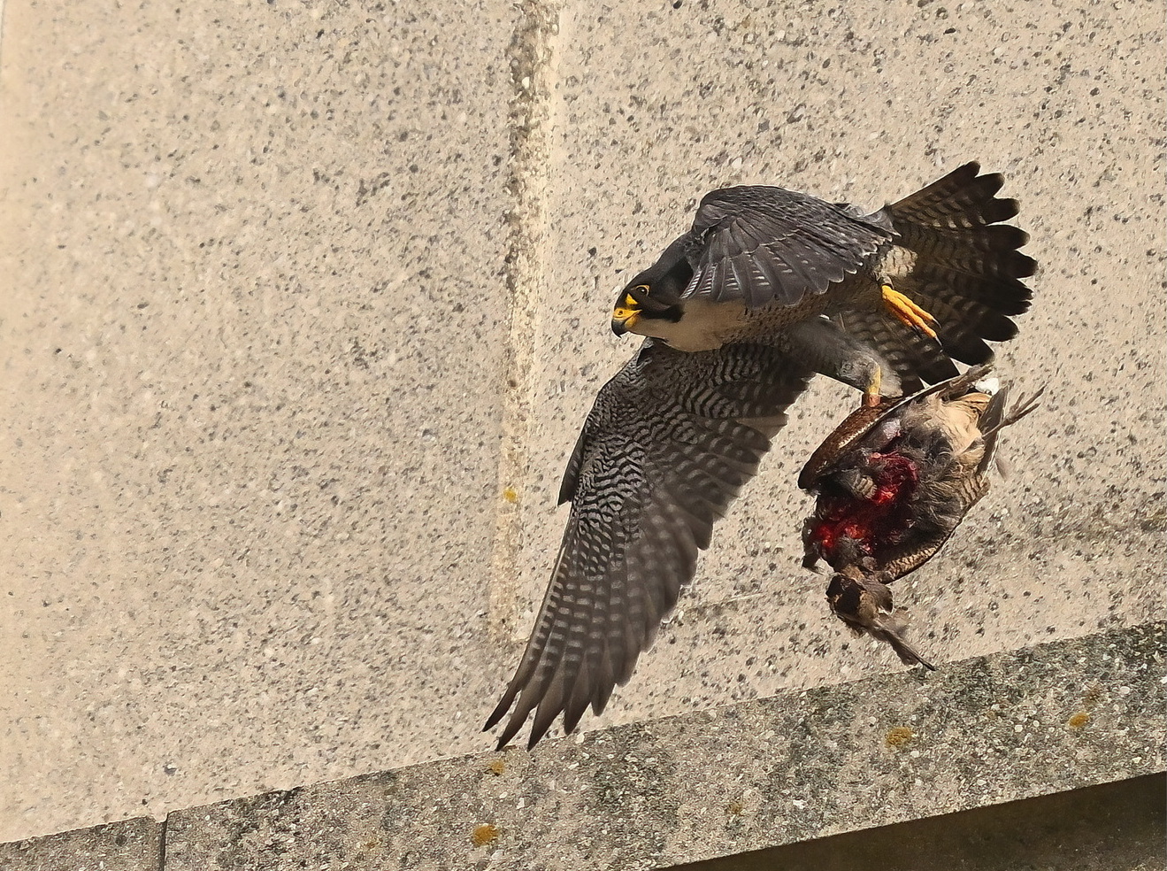 Spektakel op grote hoogte…