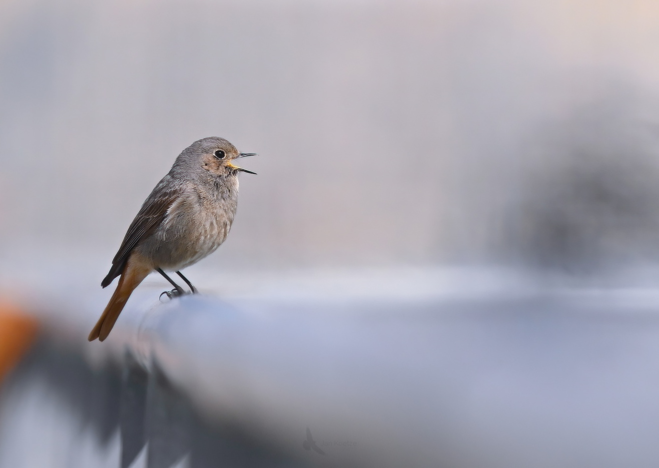 JunkART (AKA Junkyard bird)…