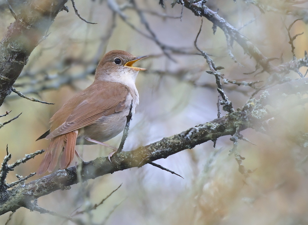 Luscinia oftewel Nachtegaal…
