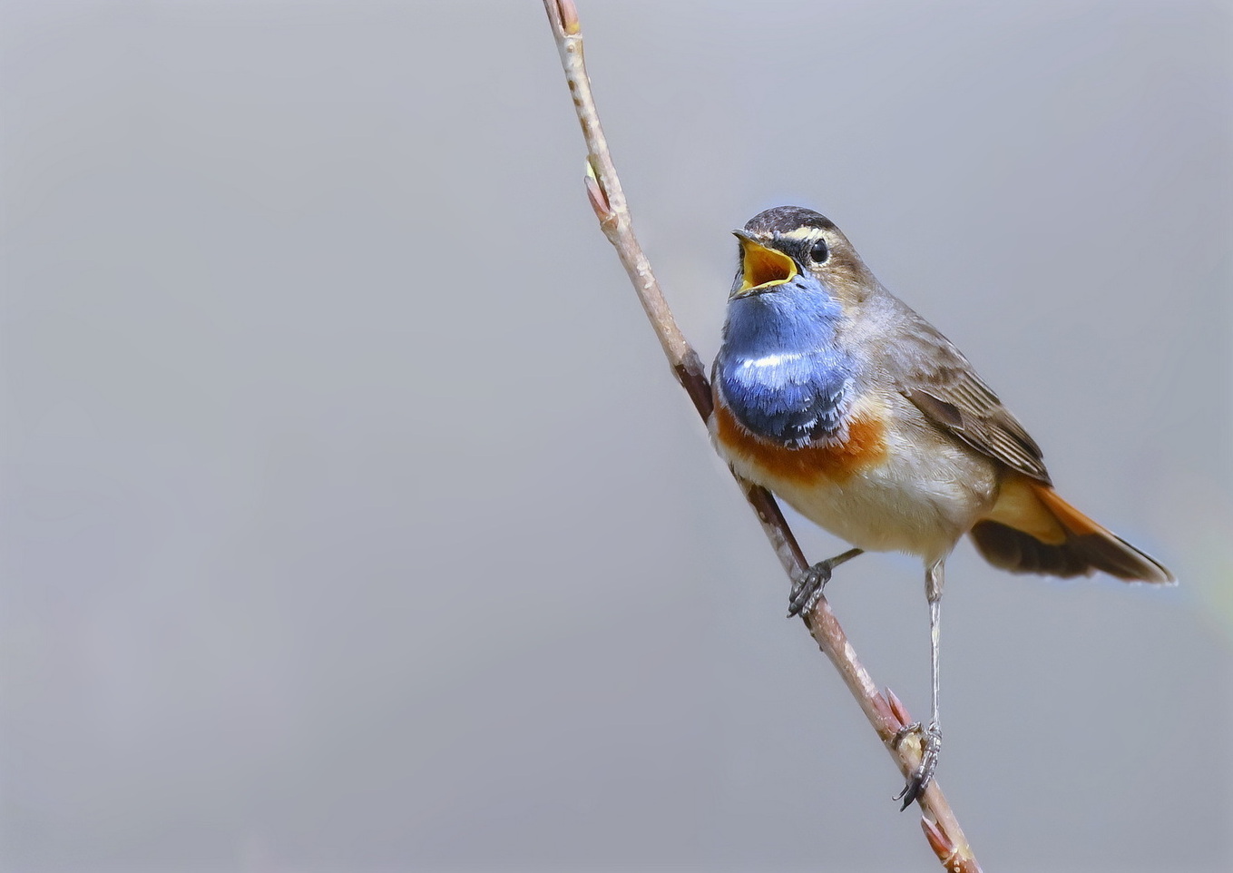 Van blauw bloed…