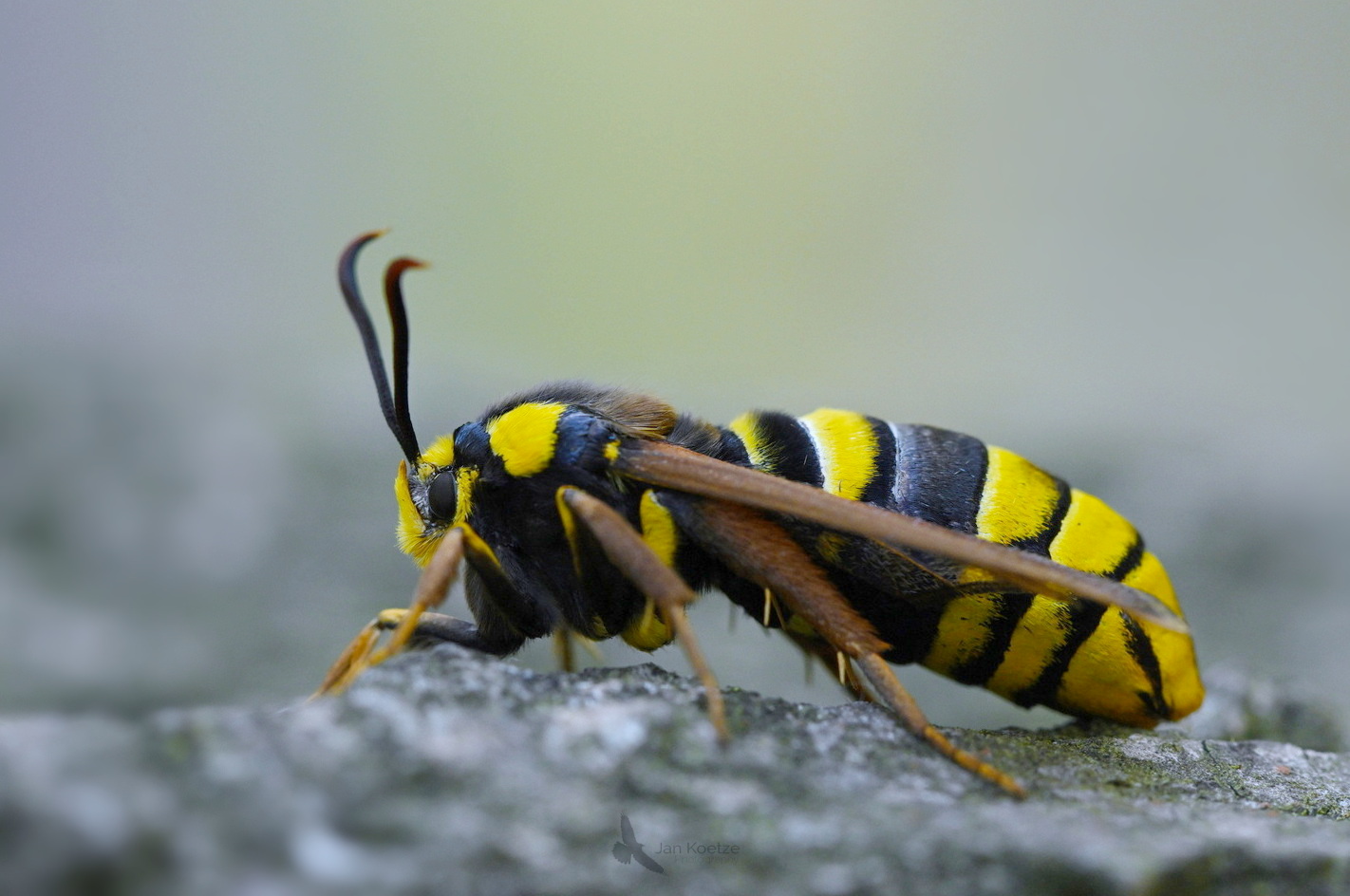 Mimicry oftewel doen alsof…