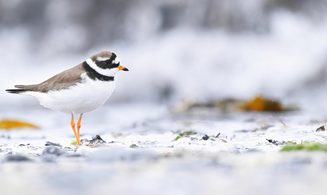Into the white…