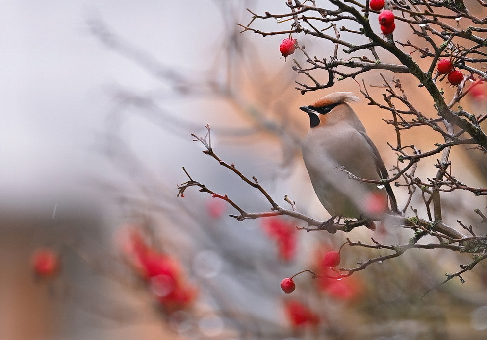 Bombycilla garrulus… serieus, pestvogel dus….