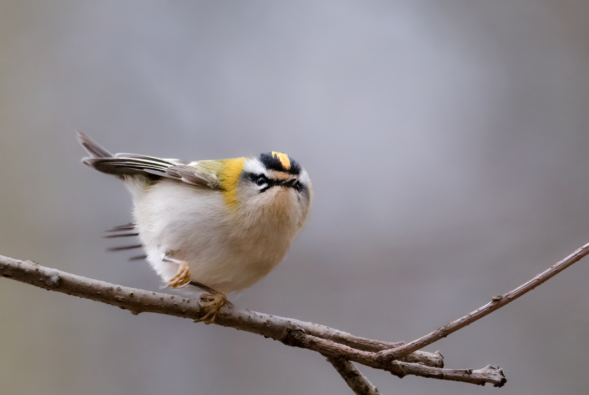 Angry birds…